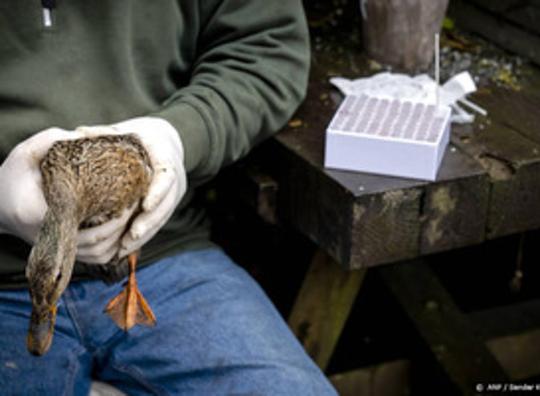 Dierenbescherming wil dat er regels komen voor vervoer zieke wilde vogels