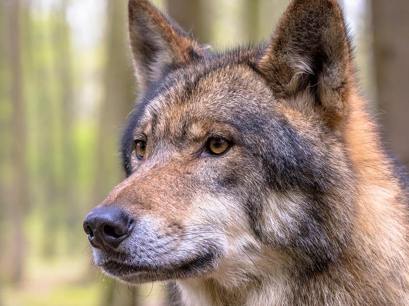 Trein rijdt wolf dood tussen Ede en Wolfheze 