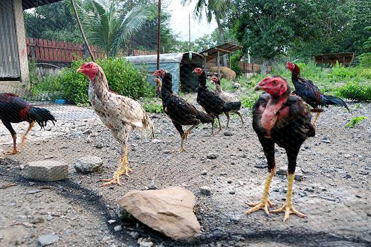A28 bij Zwolle bedolven onder slachtafval van kippen 