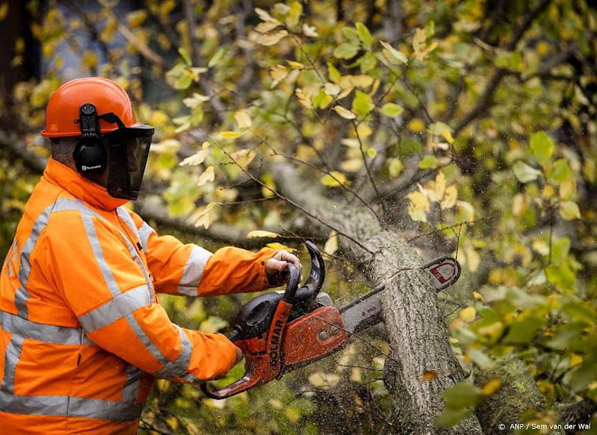 Boom valt op drie auto's op N65 in Noord-Brabant;  één persoon met hoofdwond naar ziekenhuis